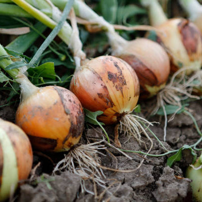 Russell Gardening Tips: Planting Onions