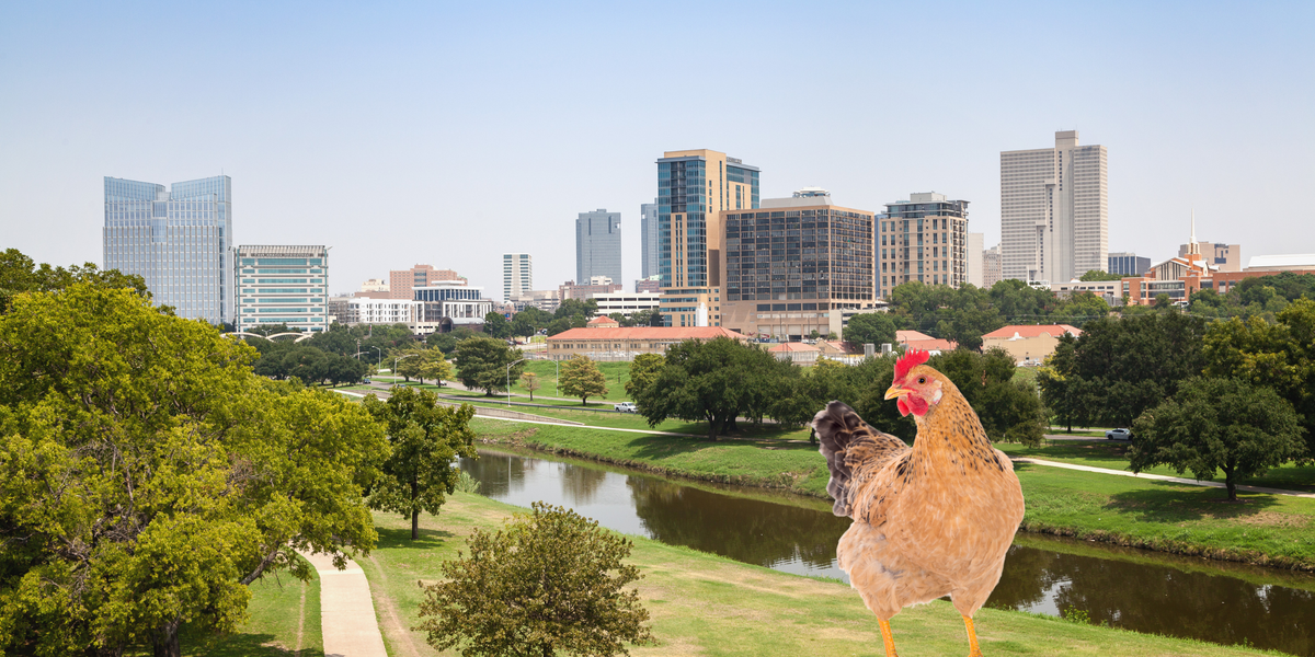 Are Chickens allowed in Fort Worth? — Russell Feed & Supply