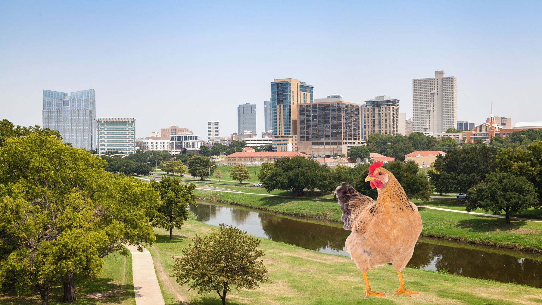 Fort Worth Chicken Rules and Regulations