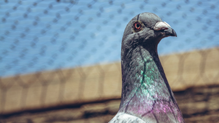 Getting Started with Racing Pigeons in Fort Worth: A Beginner's Guide