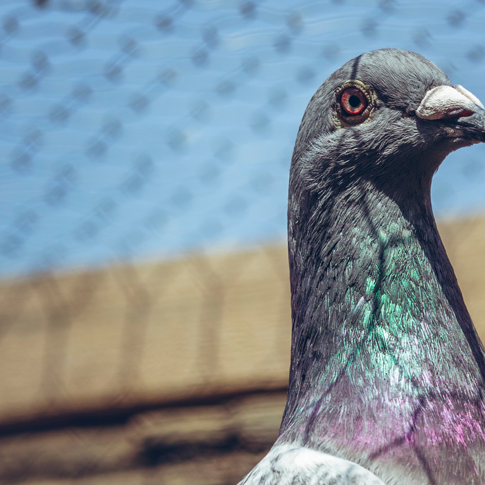 Getting Started with Racing Pigeons in Fort Worth: A Beginner's Guide