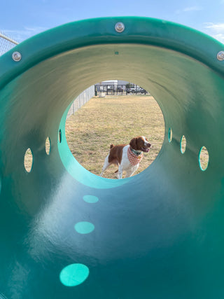 Best Dog Parks in Haltom City, TX | A Local's Guide