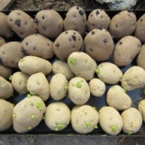 Best Bets for February Gardening: Planting Potatoes