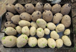 Best Bets for February Gardening: Planting Potatoes