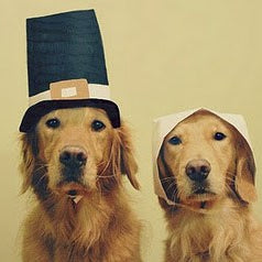 Thanksgiving Pet Safety Tips