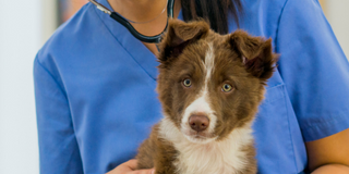 Best Places for Dog Health Insurance in Fort Worth, Texas