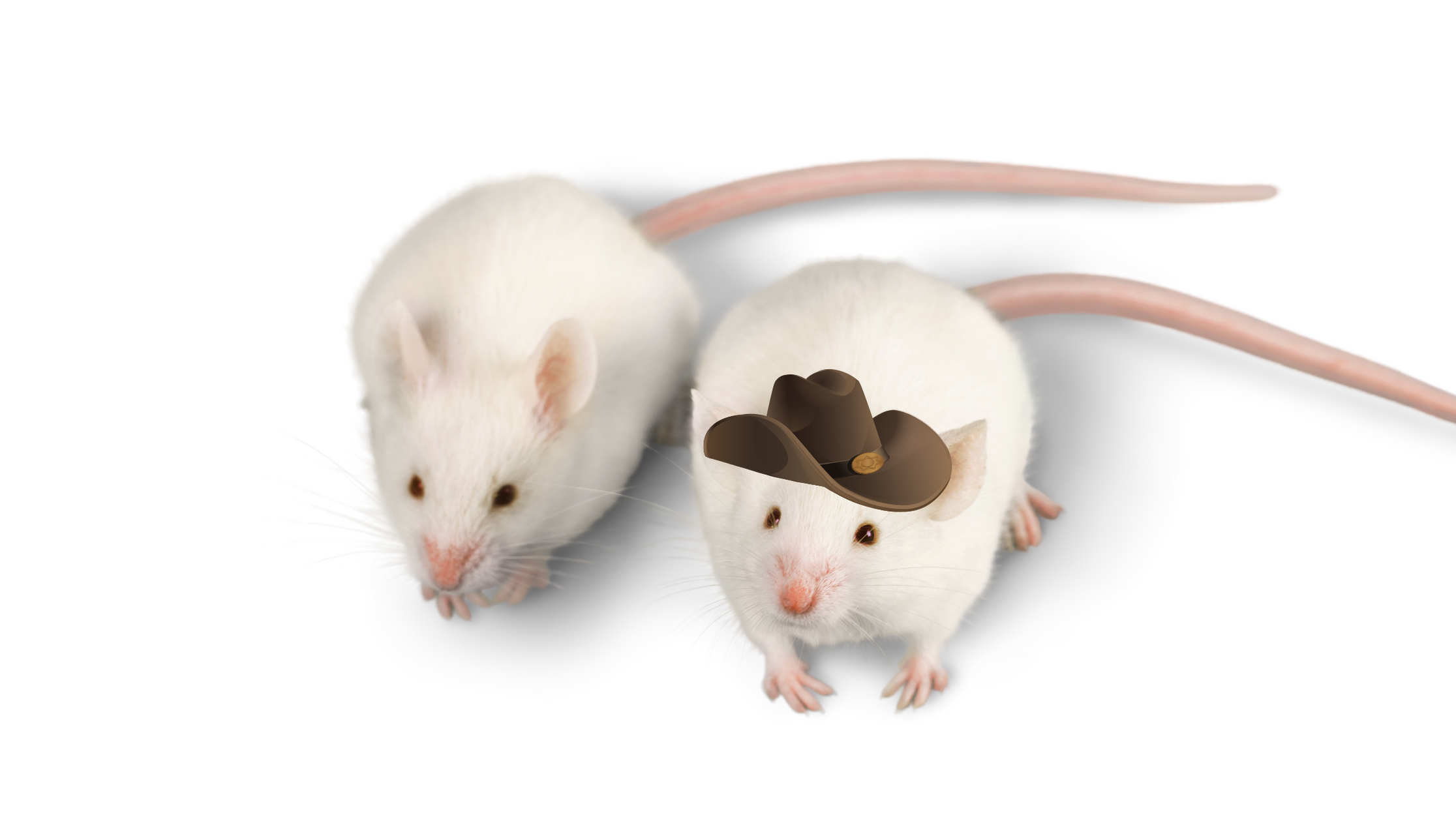 Top Places to get Feeder Mice in Fort Worth? — Russell Feed & Supply