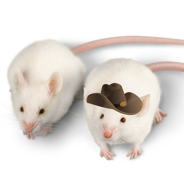 Top Places to get Feeder Mice in Fort Worth?
