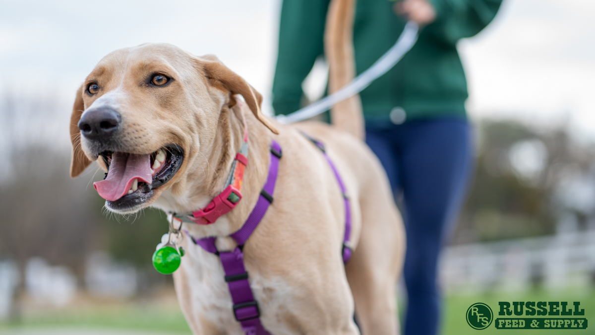 Dog Leash Laws in Fort Worth — Russell Feed & Supply