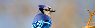Buy Bird Seed Near Me in Fort Worth, TX