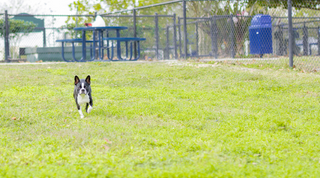 Top Dog Parks in Cleburne
