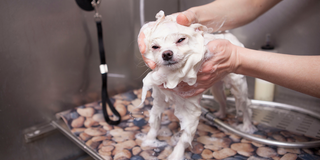 Dog Wash in Fort Worth