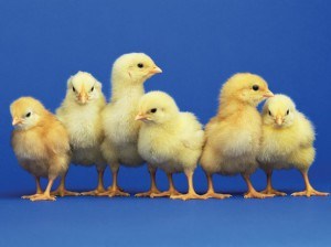 4-5 week Old Chicks