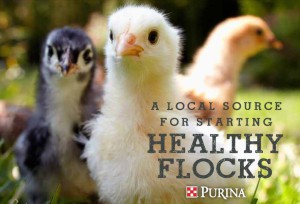 Preparing a Space for your Backyard Chickens
