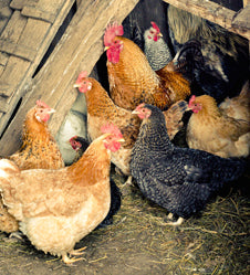 Keep your Backyard Chickens Cool, Calm, and Comfortable