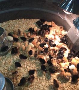 Raising Baby Chicks the Russell Feed Way