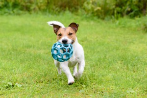 Protect Pets from the Summer Heat