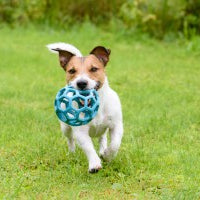 Protect Pets from the Summer Heat