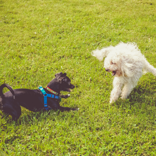 Top Dog Parks in Saginaw and Haslet