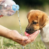 Know the Signs of Heat Stroke in Pets