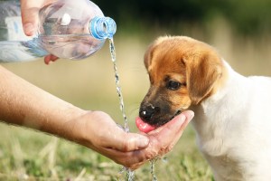 Know the Signs of Heat Stroke in Pets