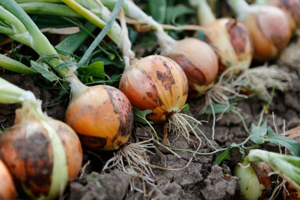 Russell Gardening Tips: Planting Onions