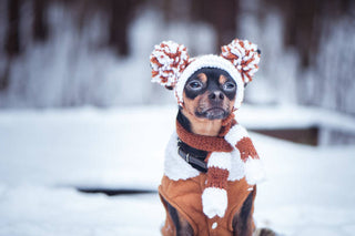 Keeping your Pet Healthy this Winter, Naturally