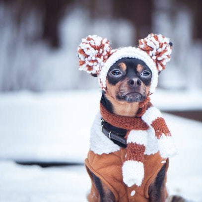 Keeping your Pet Healthy this Winter, Naturally