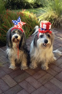 July 4th Pet Safety Tips: Fireworks