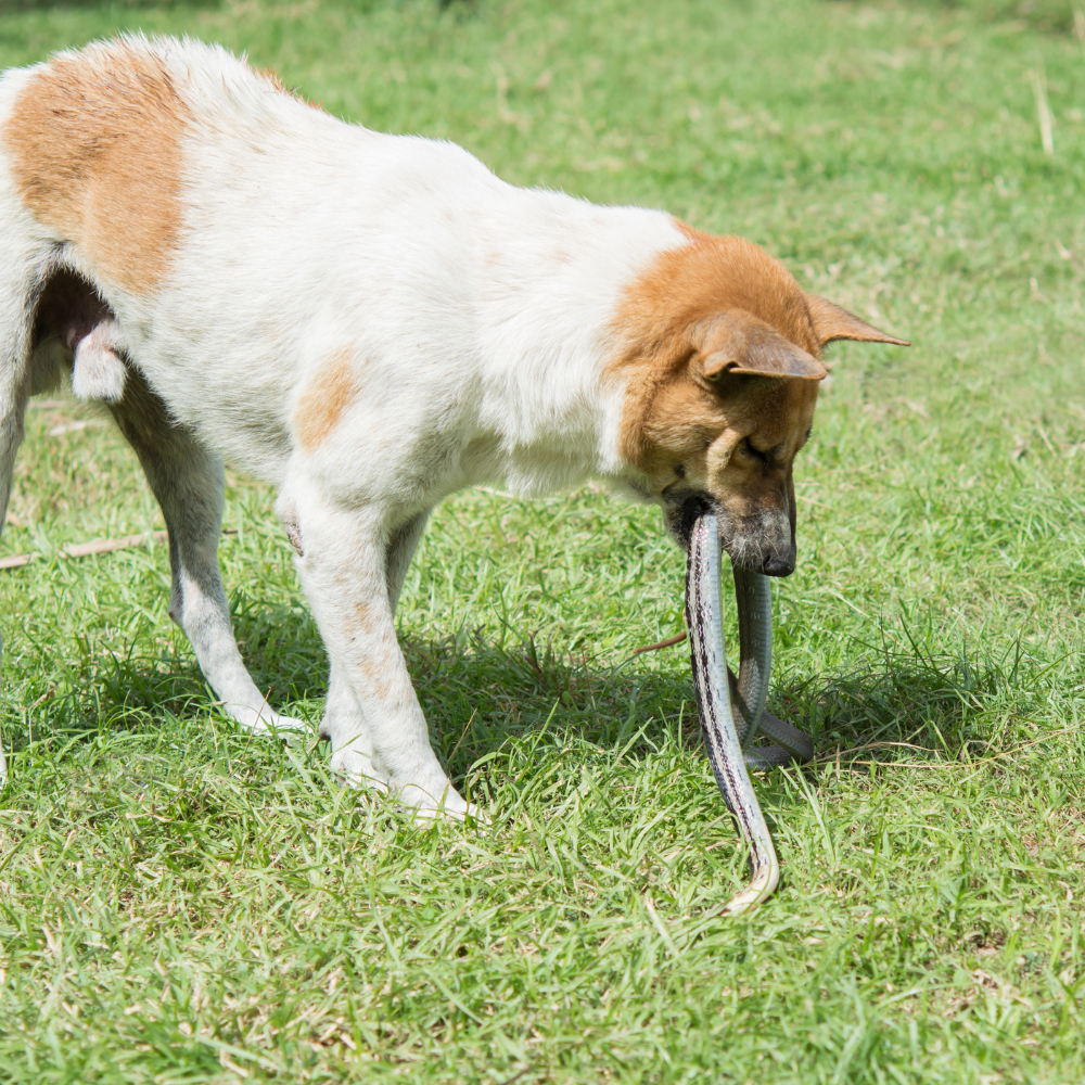 Top Venemous Snakes for Dogs in North Texas