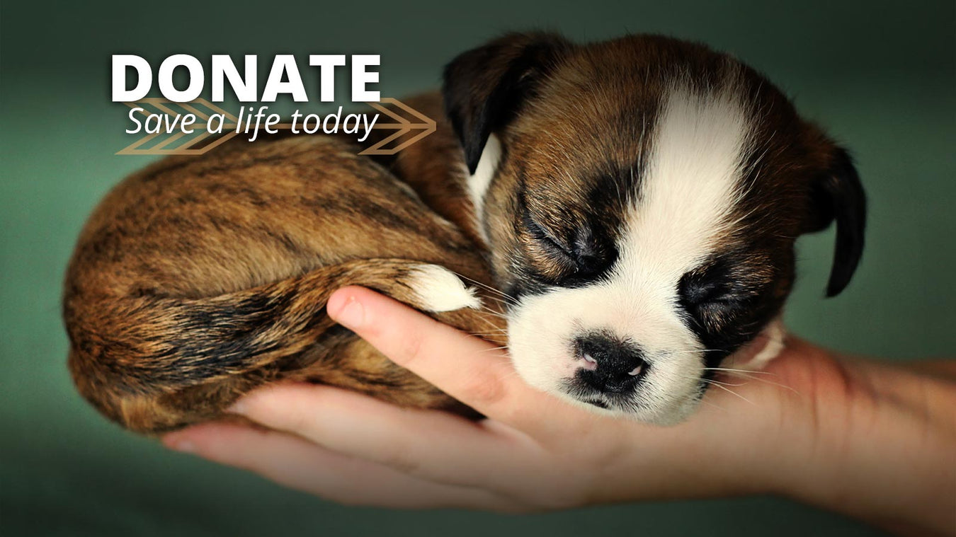 Make a Donation to an Animal Shelter Today!