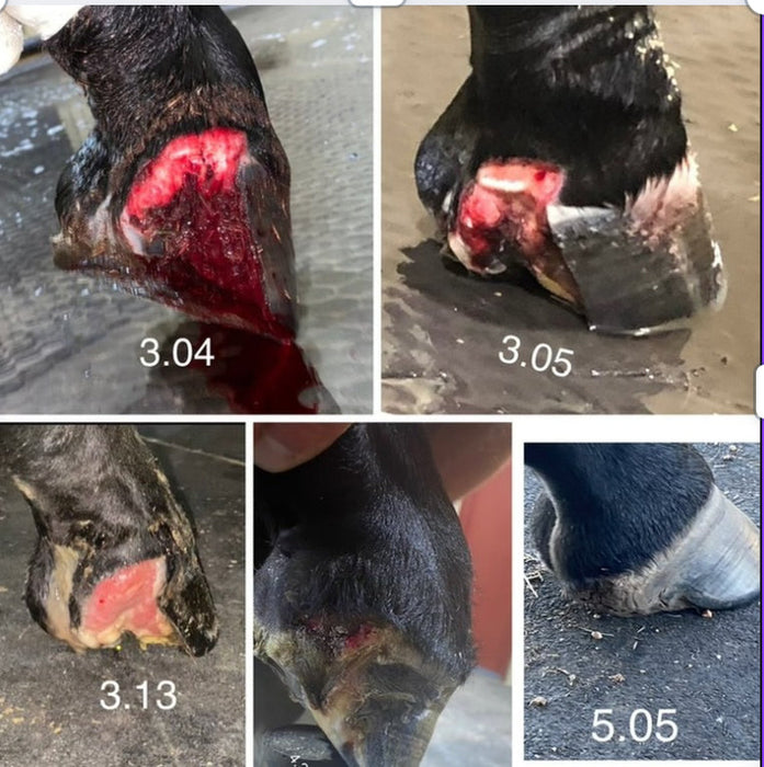 Vet Zone Activating Wound Spray