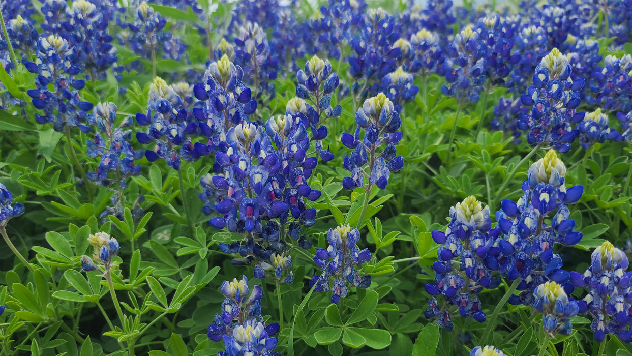 Texas Bluebonnets From MBS 1/2 LB