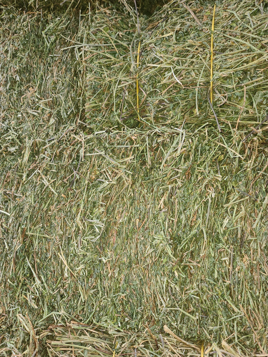 Alfalfa Bale - 3 String
