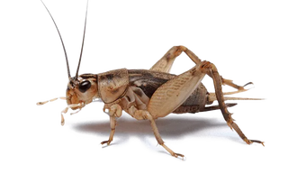 Live Crickets, 1 dozen