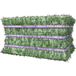 Standlee Orchard Grass Compressed Bale