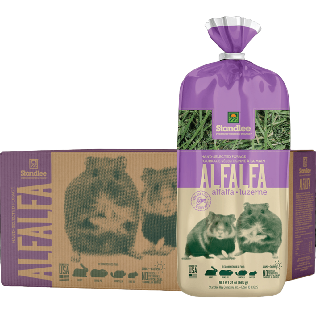 Do guinea online pigs eat alfalfa