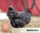 Ready-to-Lay:  Barred Rock