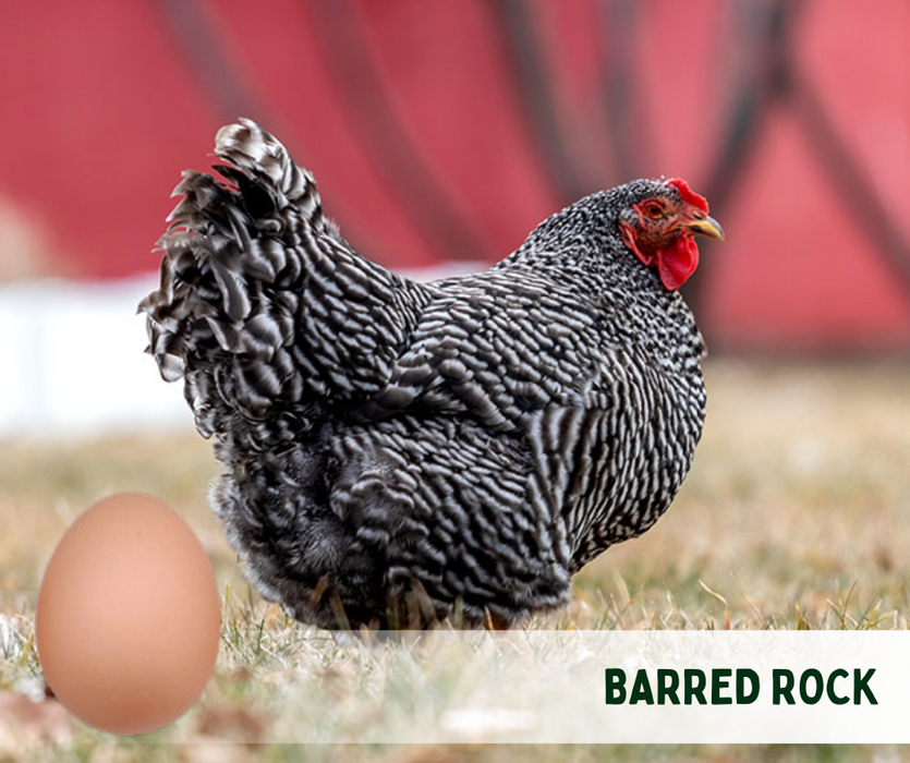 Ready-to-Lay:  Barred Rock