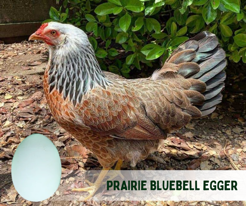 Ready-to-Lay:  Prairie Bluebell Egger