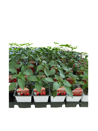 Live 4 inch Vegetable Plants