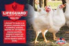 Kalmbach 20% Organic Chick and Meatbird Starter Grower Crumble, 35lb