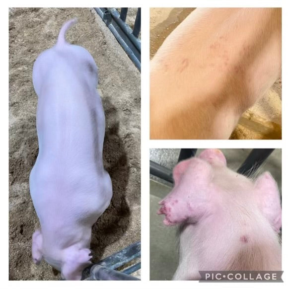 Vet Zone Purdy Skin & Hair Ointment 10oz