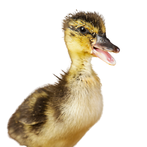 baby-duck
